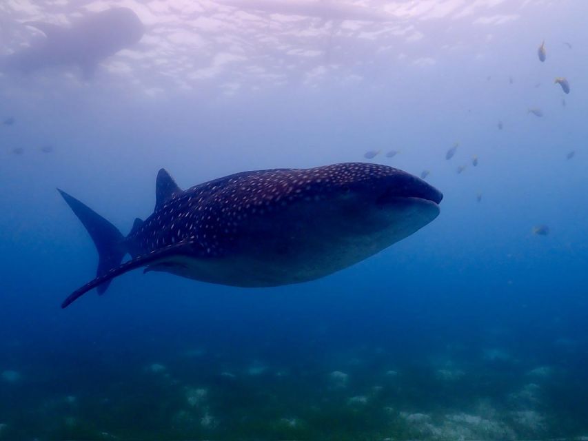 Cebu: Whale Shark & Mysterious Waterfall Private Tour - Key Points