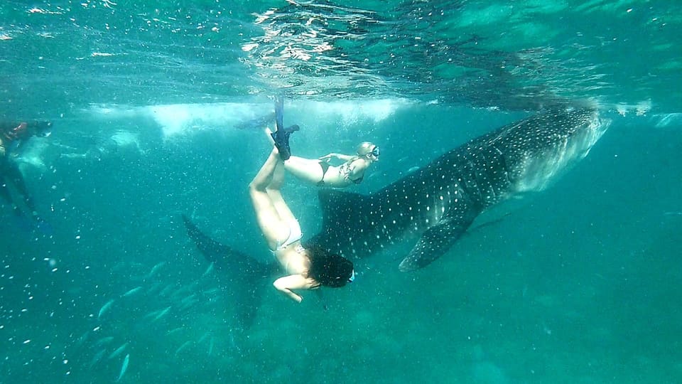 Cebu: Whale Shark Swim in Oslob & Aguinid Falls Canyoneering - Key Points