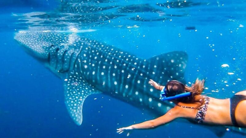 Cebu: Whaleshark Encounter, Tumalog Falls, & Monkey Viewing - Key Points
