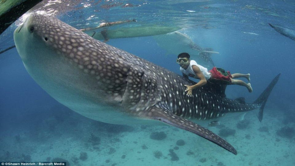 Cebu Whaleshark, White Sand Beach Sumilon Island and Falls - Key Points