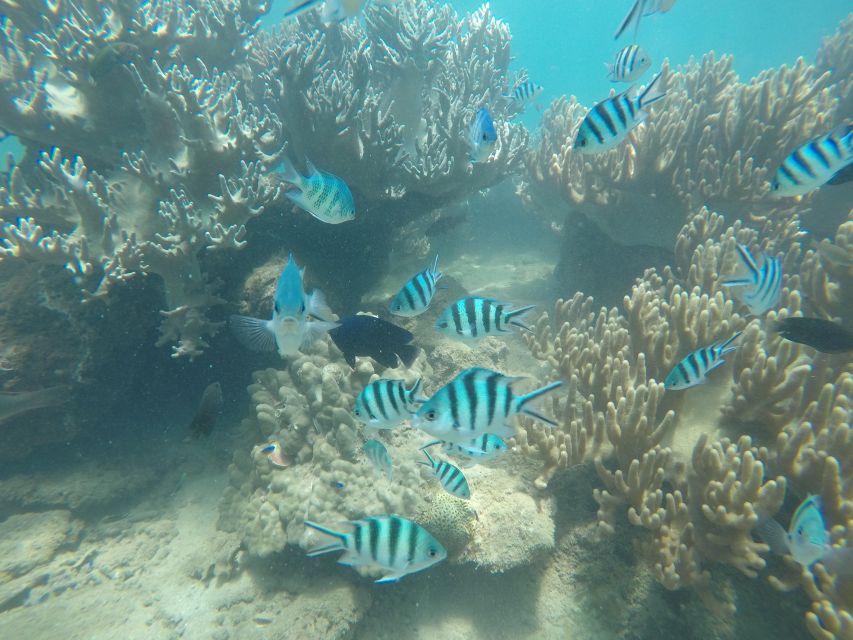 Cham Island: Snorkeling Tour - Key Points