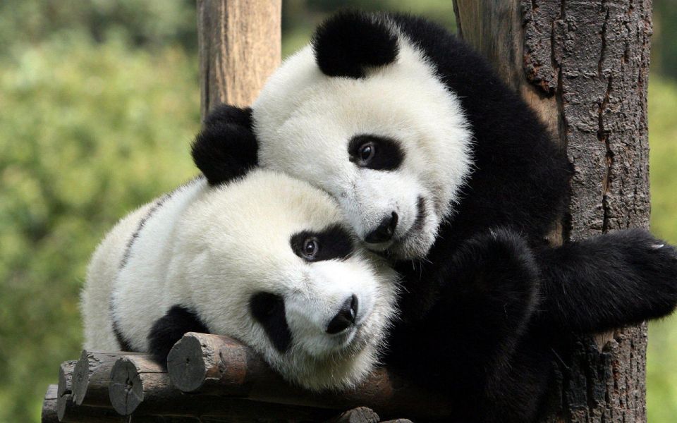 Chengdu: Private Full-Day Panda, City, Museum, & Park Tour - Good To Know