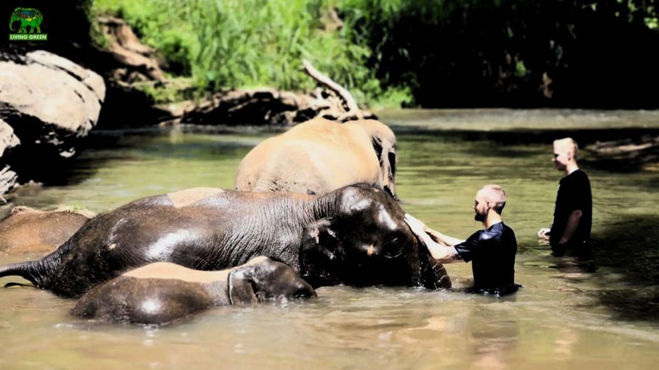 Chiang Mai: A Day in the Life of an Amateur Mahout - Key Points