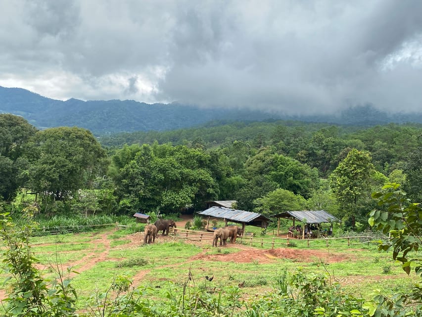 Chiang Mai: Elephant Dream Project Sanctuary - Half-Day - Key Points