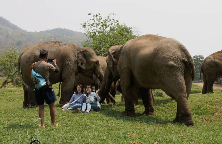 Chiang Mai: Half Day Elephant Care Program