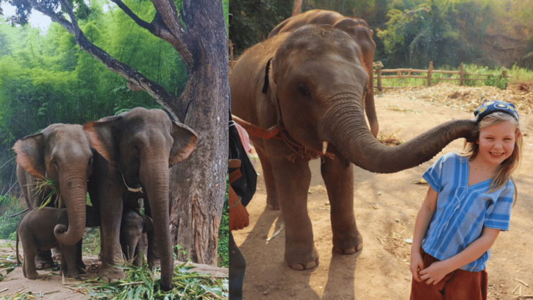 Chiang Mai: Half Day Elephant Eco Park Tour