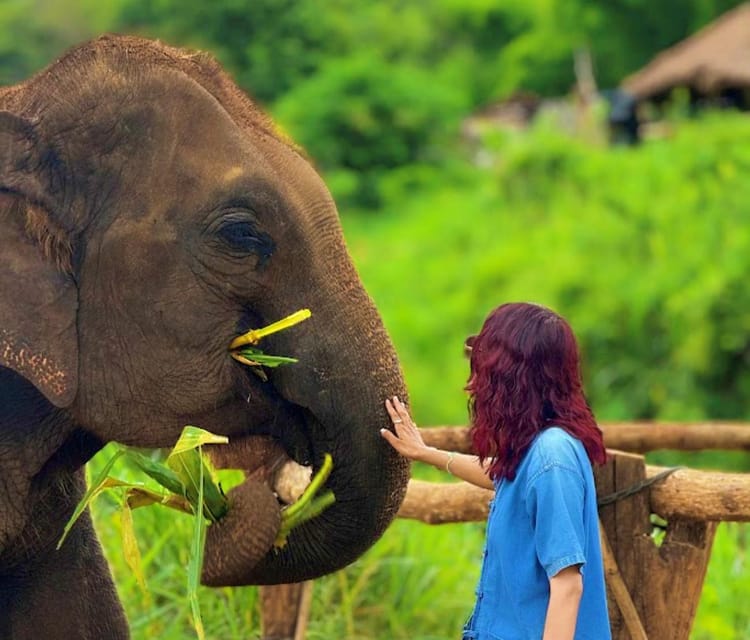 Chiang Mai: Half Day Living Green Elephant Sanctuary - Key Points