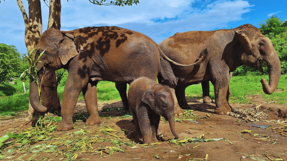 Chiang Mai: Half Day Living Green Elephant Sanctuary - Itinerary