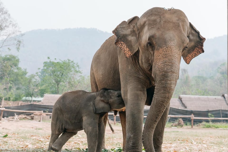 Chiang Mai: Half Day Walking With Giant Elephants - Elephant Sanctuary Experience