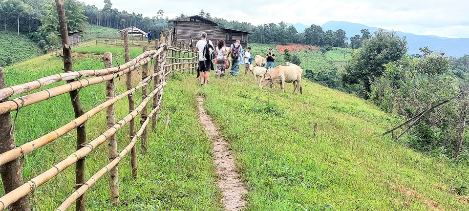 Chiang Mai: Highlight One Day Only Walk 4 Hrs ( Medium) - Key Points