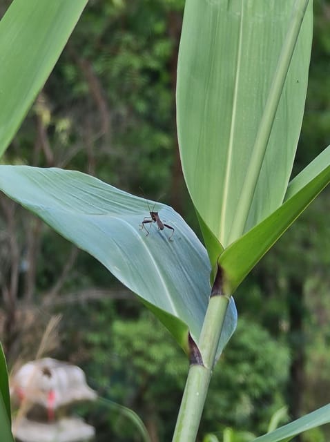 Chiang Mai: Hike Monks Trails, Cliff Jump & Michelin Lunch - Key Points