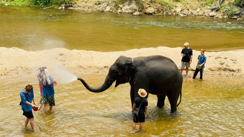 Chiang Mai Tour: Bua Tong Sticky Waterfall & Elephant Care - Key Points