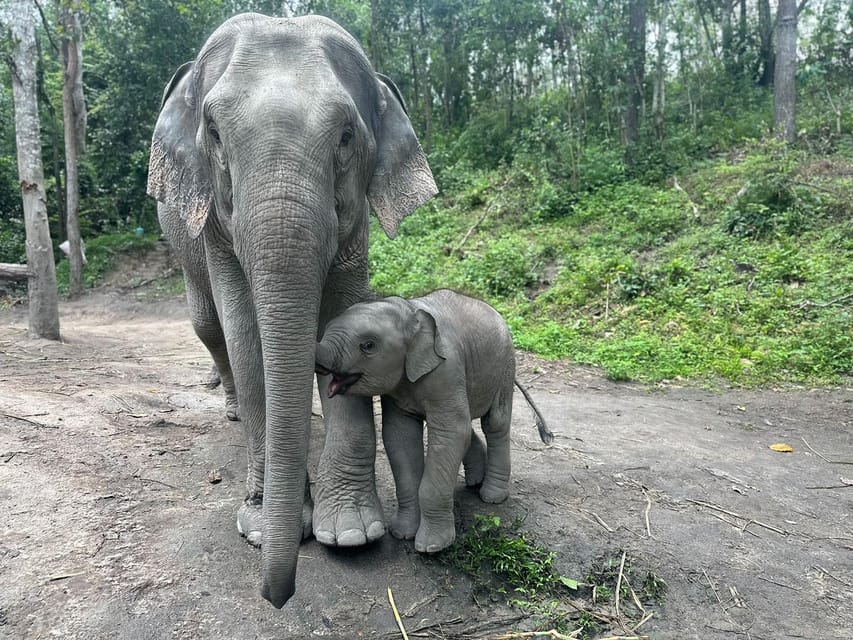 Chiang Mai: Waterfall, Elephant Sanctuary, and Rafting Tour - Key Points