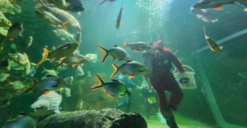 Chiangmai Zoo With Pick up Services - Key Points