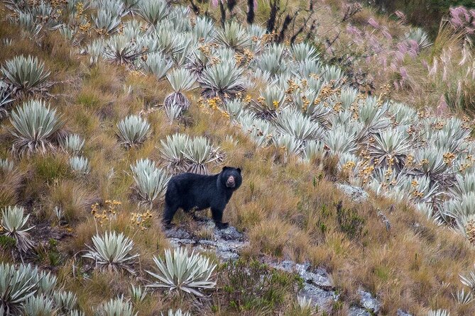 Chingaza Wildlife Páramo Adventure - Good To Know