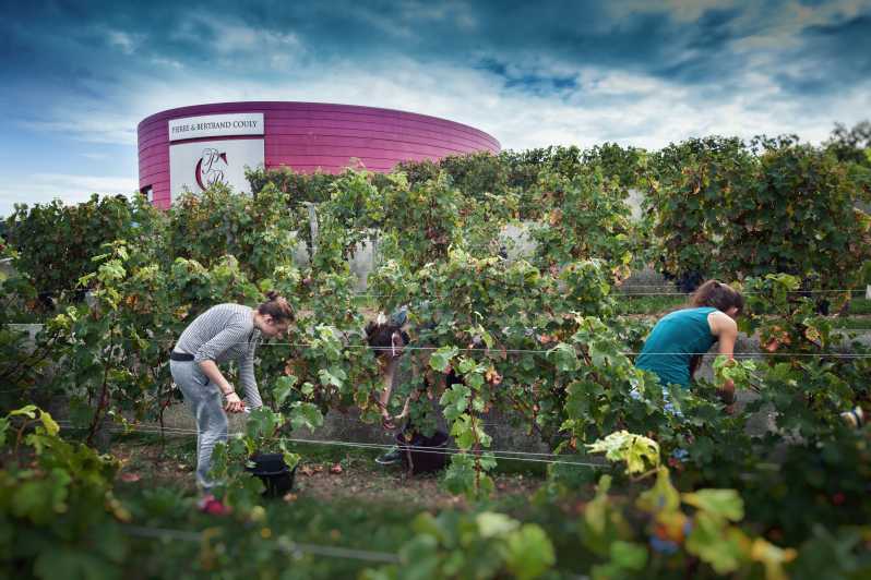 Chinon : Discovery Tours and Wine Tasting - Key Points