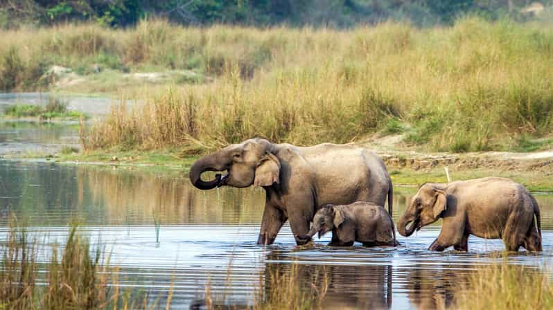 Chitwan: Canoeing, Jungle Walk, and Jeep Safari Day Trip - Trip Overview and Pricing