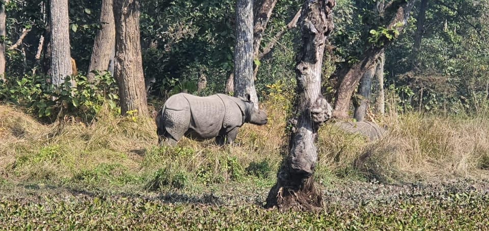 Chitwan Jungle Safari Tour by Private Car at Luxury Resort - Key Points