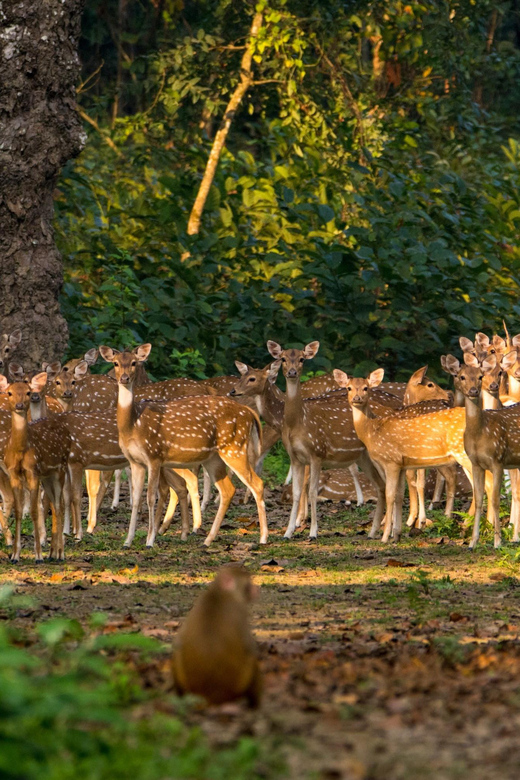 Chitwan: One Day Jeep Safari, Canoeing, Forest Walk - Key Points