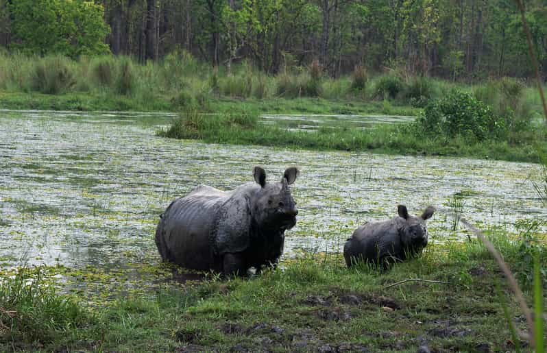 Chitwan Safari 3 Nights 4 Days Tour - Key Points