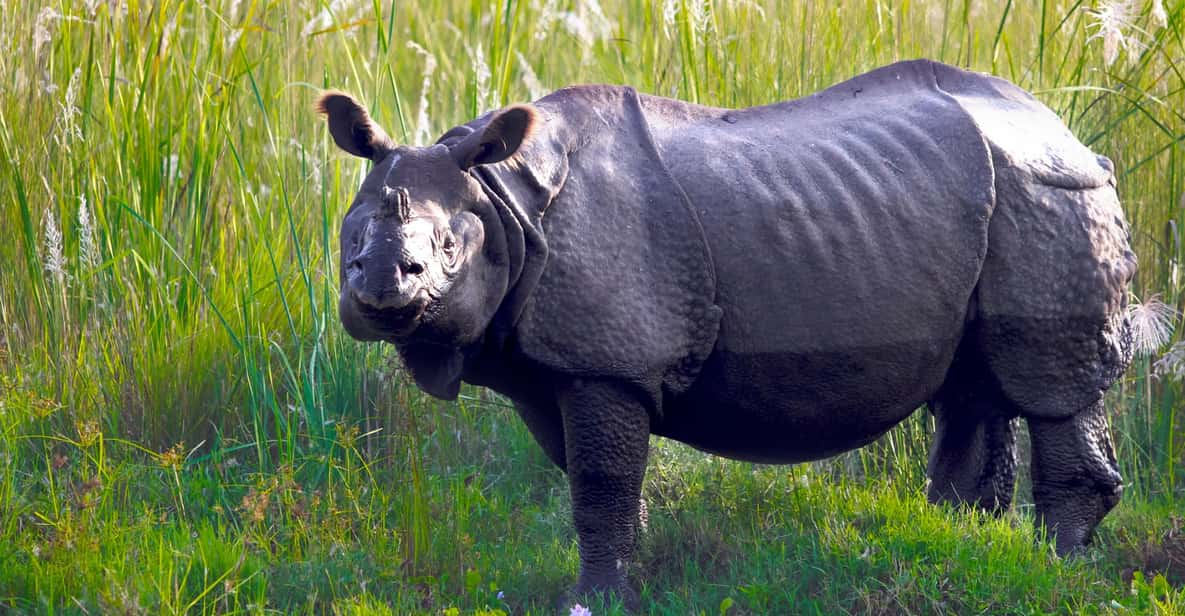 Chitwan Tour-Rhino Safari in Nepal - Key Points