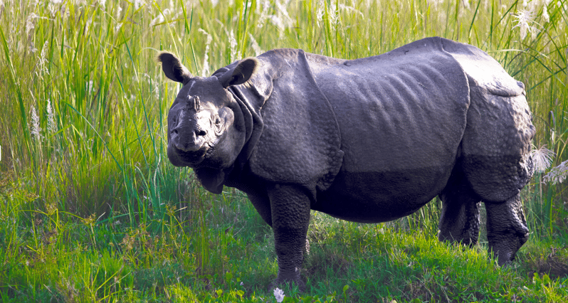 Chitwan Tour-Rhino Safari in Nepal - Chitwan National Park Overview