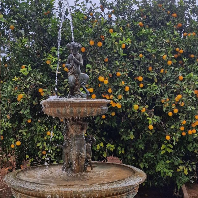 Citrus Treasures: Exploring Valencias Orange Grove - Key Points