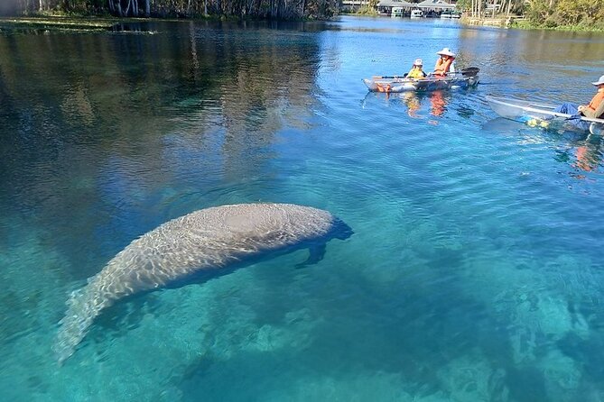 Clear Kayak or Paddleboard Manatee Adventure - Key Points