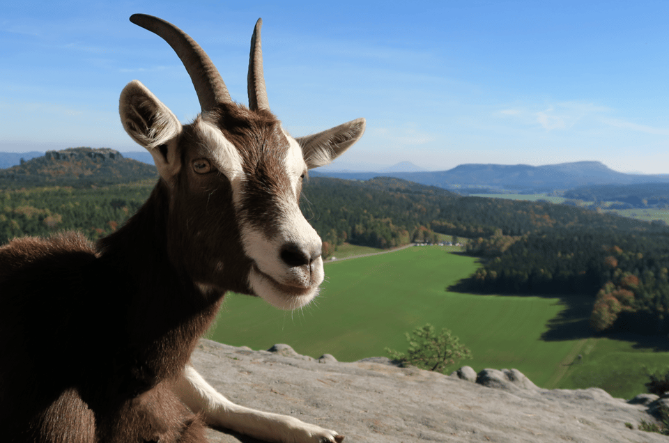 Climb the Mountains Together With Goats - Optional Musical Performance