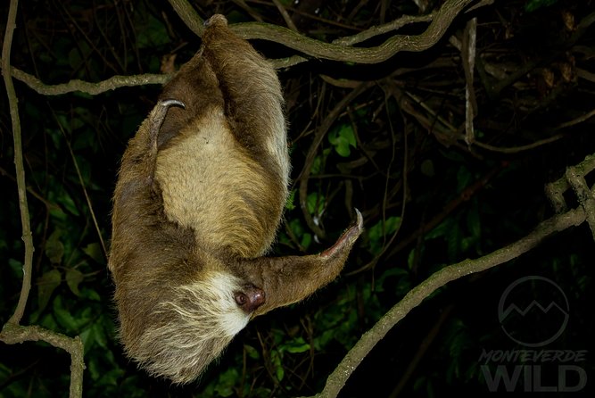 Cloud Forest Night Walk in Monteverde -Monteverde Wild- - Overview of the Tour