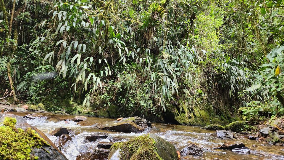 Cocora Valley: Birding-Hiking With Breakfast & Lunch - Key Points