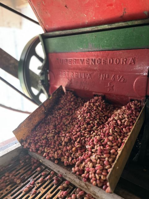 Coffee Tour in Garden Antioquia - From Medellín - Key Points