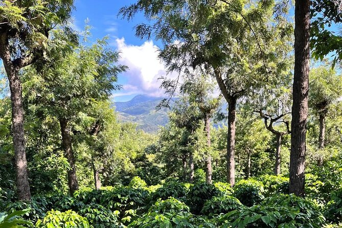 Coffee Tour in Sacatepéquez With Tasting - Good To Know