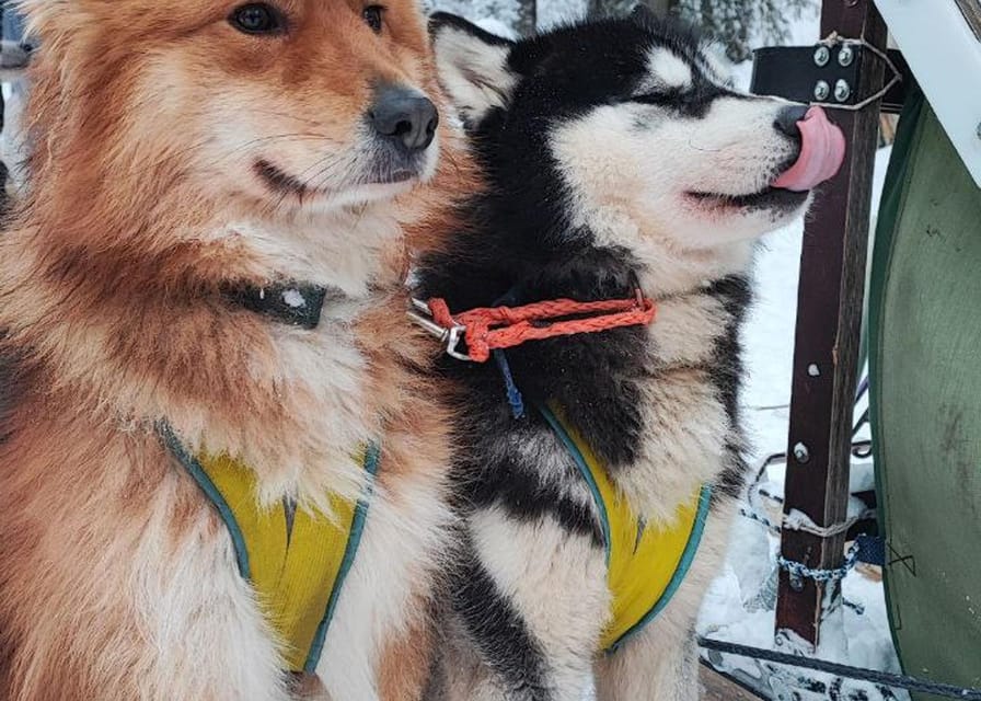 Combo TourHusky and Reindeer Sledding Ride in Levi - Key Points