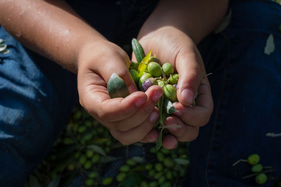 Corfu: Organic Olive Oil Farm Tour With Transfer and Tasting - Key Points