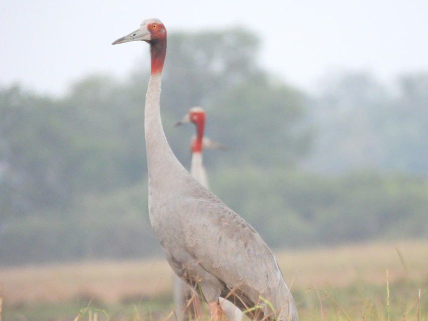 CRANES OF THE MEKONG by Discovery Center, Kep West - Good To Know