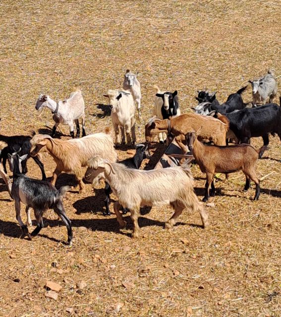 Crete: Shepherd'S Life & Psiloritis Mountain Tour With Meal - Key Points