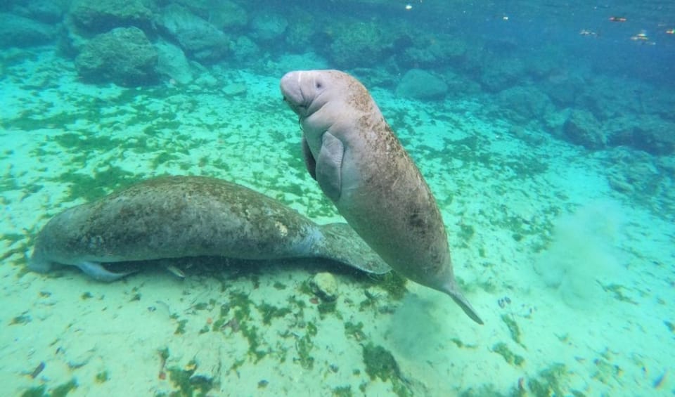 Crystal River: Kayak and Swim With Manatees Tour - Key Points