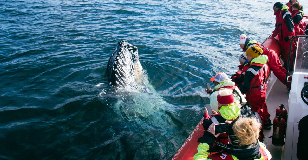 Dalvík: Whale Watching Speedboat Tour - Key Points