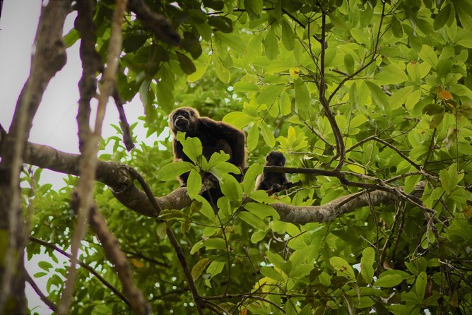 Day Trip From Guayaquil to Howler Monkey Trail and Cacao Farm - Tour Overview