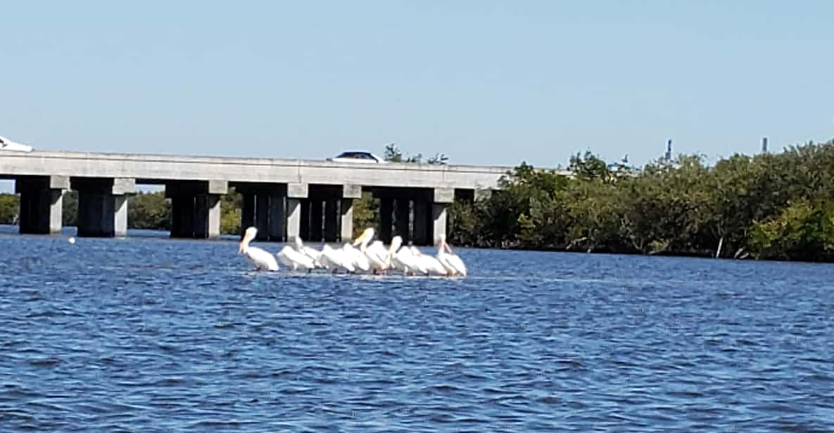 Daytona/New Smyrna Beach: Unforgettable Kayak Wildlife Tours - Key Points