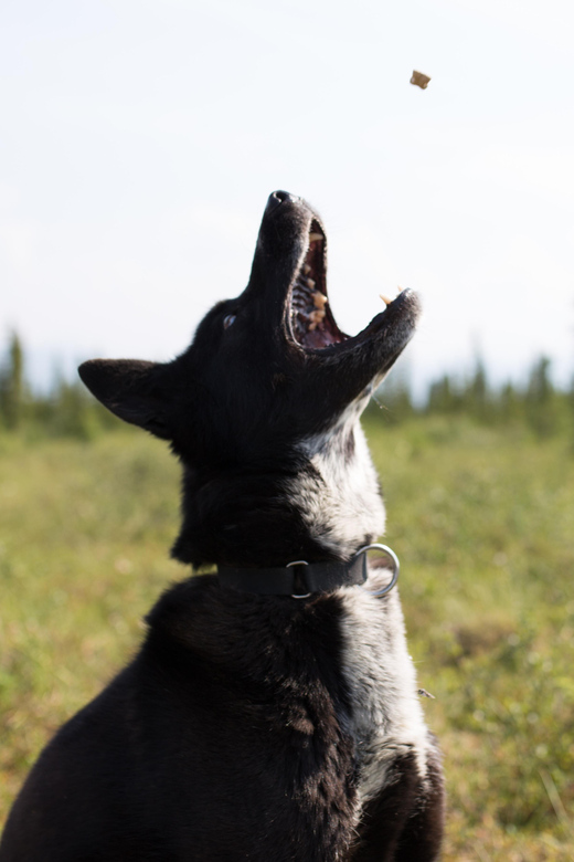 Denali: 1 Hour Tundra Walk With Free Running Sled Dogs - Key Points