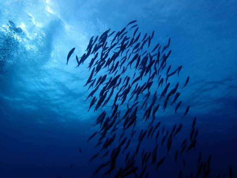 Discover Scuba Diving Experience - Key Points