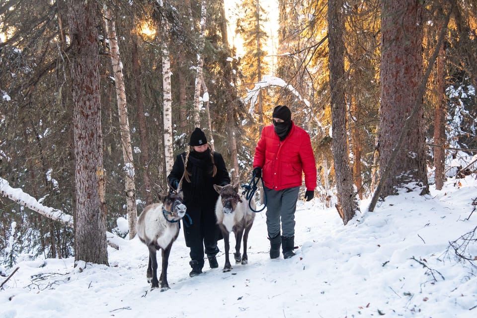 Dogsled and Reindeer Day Trip to Borealis Basecamp - Key Points