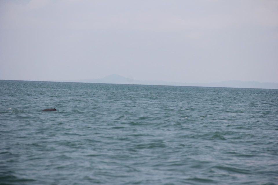 DOLPHIN COASTAL EXPEDITION by Discovery Center, Kep West - Good To Know