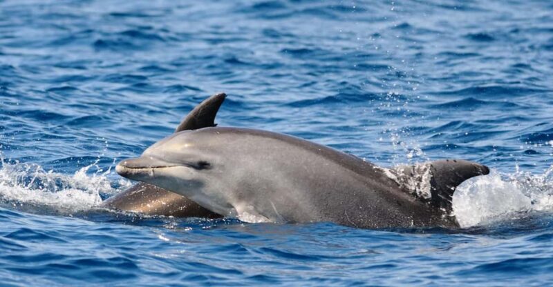 Dolphin Kayak Safari at Sunset at Golfo Aranci - Tour Overview