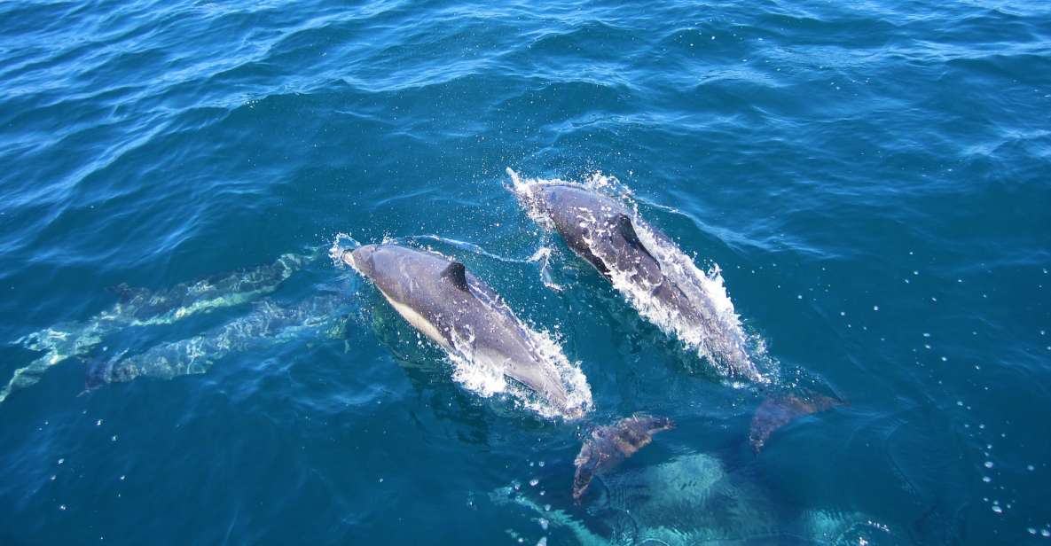 Dolphin Watching in Trincomalee - Good To Know