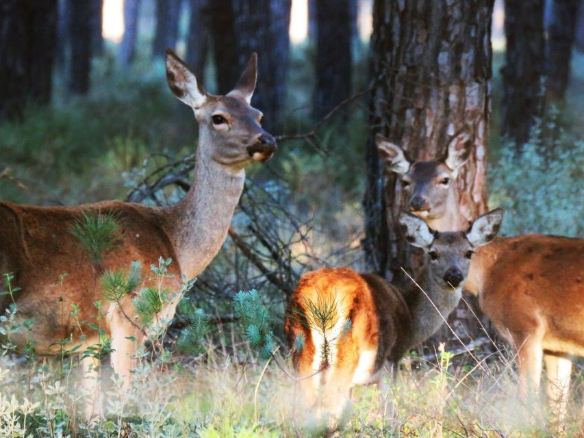 Doñana National Park: 2-Day Tour From Seville - Key Points