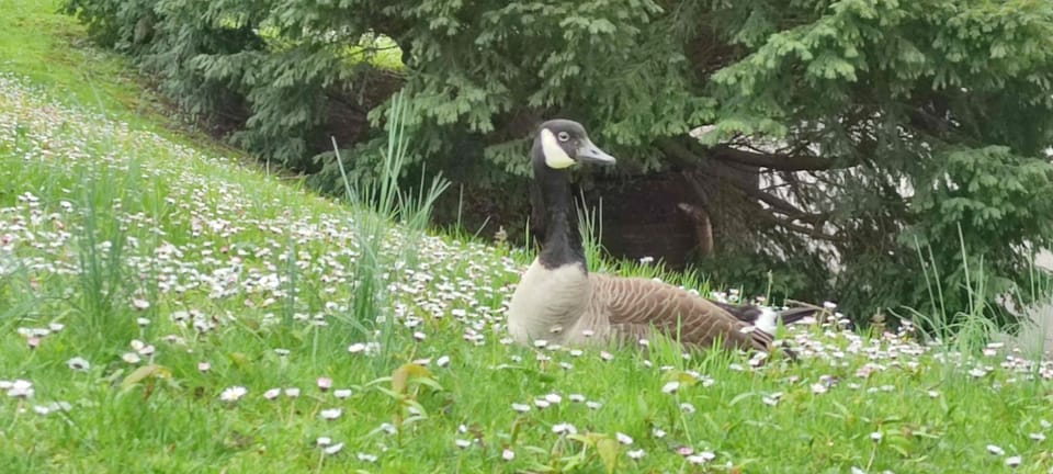 Dortmund: Literary Walk Through the Westfalen Park - Key Points