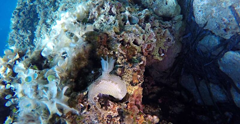 Dubrovnik: 1-Day Discover Scuba Diving Course - Good To Know